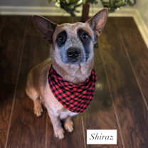 Thumbnail photo of Shiraz #2