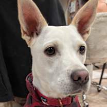 Thumbnail photo of Maple #2