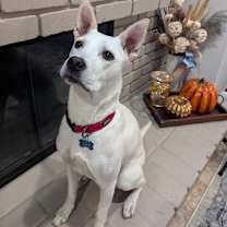 Thumbnail photo of Maple #3