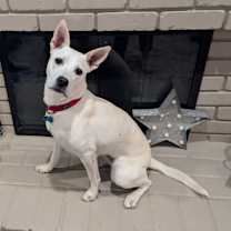 Thumbnail photo of Maple #4