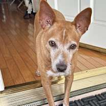 Thumbnail photo of Bonkers (CP) #2