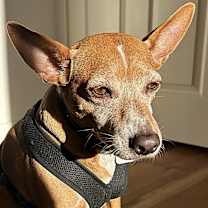 Thumbnail photo of Bonkers (CP) #4