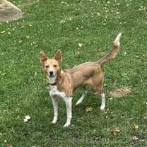 Thumbnail photo of Hazel #2