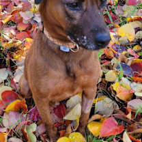 Thumbnail photo of Red #2