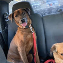 Thumbnail photo of Red #3