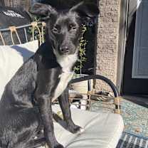 Thumbnail photo of Olive #1