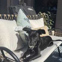 Thumbnail photo of Olive #2