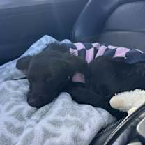 Thumbnail photo of Olive #3