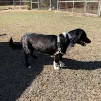 Thumbnail photo of Oreo 12-2-25 #2