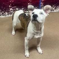 Thumbnail photo of White Mocha* #1