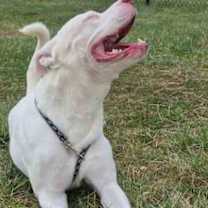 Thumbnail photo of Tank #1