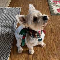 Thumbnail photo of Teddy #3