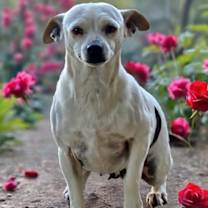 Thumbnail photo of Misty #2