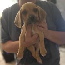 Thumbnail photo of Lilo #2