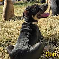 Thumbnail photo of Sun #2