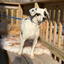 Thumbnail photo of DOROTHY #3