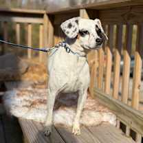 Thumbnail photo of DOROTHY #4