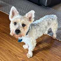 Thumbnail photo of Teddy #2