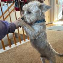 Thumbnail photo of Teddy #4