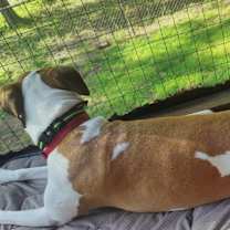 Thumbnail photo of Missy #3