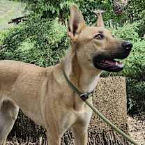 Thumbnail photo of Bailey #1