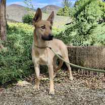 Thumbnail photo of Bailey #2