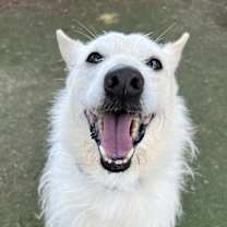 Thumbnail photo of Rizzo #1