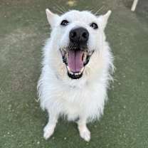 Thumbnail photo of Rizzo #2