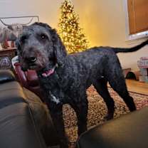 Thumbnail photo of Bonnie #3