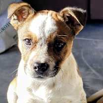 Thumbnail photo of Frankie Foha Local #1