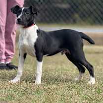 Thumbnail photo of Clemson #4