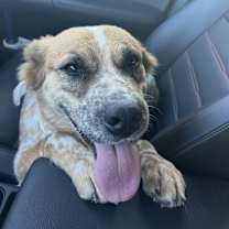 Thumbnail photo of Annie #2