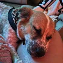 Thumbnail photo of Annie #3