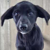 Thumbnail photo of Topaz #1