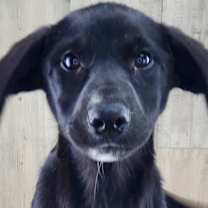 Thumbnail photo of Topaz #2