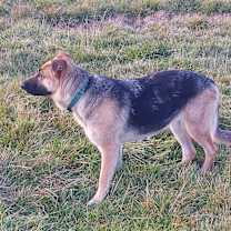 Thumbnail photo of Luca #1