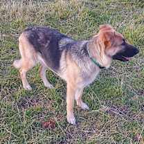 Thumbnail photo of Luca #2