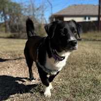 Thumbnail photo of Oreo 12-2-25 #1