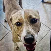 Thumbnail photo of Bean #1