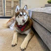 Thumbnail photo of Bandit #1