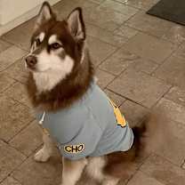 Thumbnail photo of Bandit #2