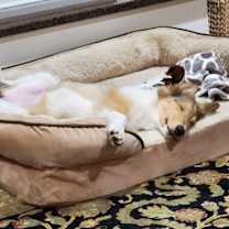 Thumbnail photo of RILEY #3