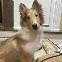 Thumbnail photo of RILEY #1