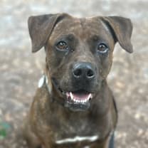 Thumbnail photo of Merry #1