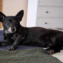 Thumbnail photo of Max #1