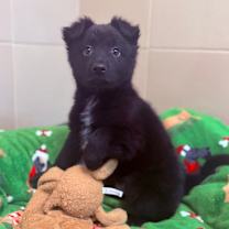 Thumbnail photo of Sven #1