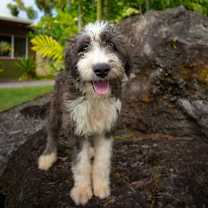 Thumbnail photo of Toby #1