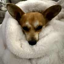 Thumbnail photo of Francesco #1