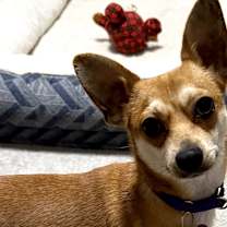 Thumbnail photo of Francesco #3