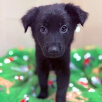 Thumbnail photo of Pabbie #2